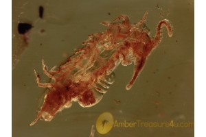 Stone CENTIPEDE LITHOBIIDAE in BALTIC AMBER 1243