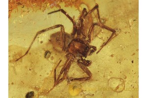 Superb Agelenidae Funnel-Web SPIDER in BALTIC AMBER 439