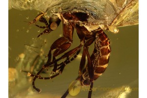 Superb BIBIONIDAE MARCH FLY in BALTIC AMBER 734