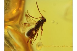 Superb BRACONIDAE WASP Inclusion in BALTIC AMBER 315