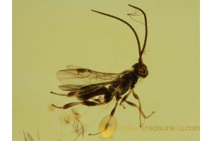 Superb BRACONIDAE WASP Inclusion in BALTIC AMBER 389