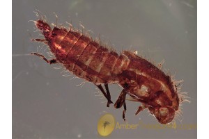 Superb CICADA Nymph Exuviae BALTIC AMBER 1042