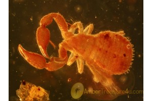 Superb Chernetidae PSEUDOSCORPION in BALTIC AMBER 813