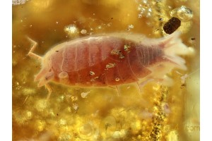 Superb Colorful ISOPOD WOODLOUSE in BALTIC AMBER 725