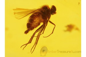 Superb DOLICHOPODID FLY in BALTIC AMBER 166