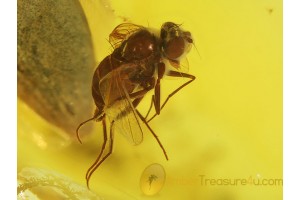 Superb DOLICHOPODID FLY in BALTIC AMBER 169