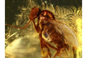 Superb DOLICHOPODID FLY in BALTIC AMBER 5920.