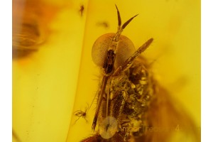 Superb EMPIDIDAE DAGGER FLY Inclusion in BALTIC AMBER 187