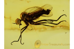 Superb EMPIDIDAE DAGGER FLY Inclusion in BALTIC AMBER 231