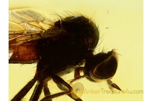 Superb EMPIDIDAE DAGGER FLY Inclusion in BALTIC AMBER 520