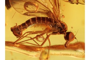 Superb EMPIDIDAE DAGGER FLY in BALTIC AMBER 795