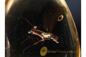 Superb EMPIDIDAE DAGGER FLY in BALTIC AMBER 984