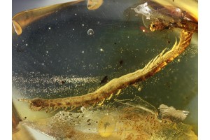 Superb GEOPHILIDAE EARTH CENTIPEDE in BALTIC AMBER 618