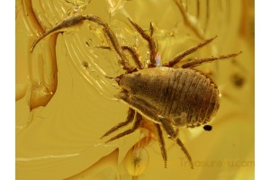 Superb Geogarypus PSEUDOSCORPION in BALTIC AMBER 740