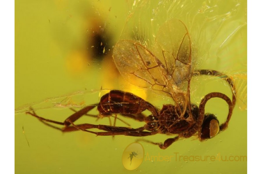 Superb ICHNEUMON WASP Inclusion Genuine BALTIC AMBER