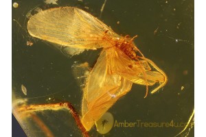 Superb LACEWINGS Sisyridae in BALTIC AMBER 249