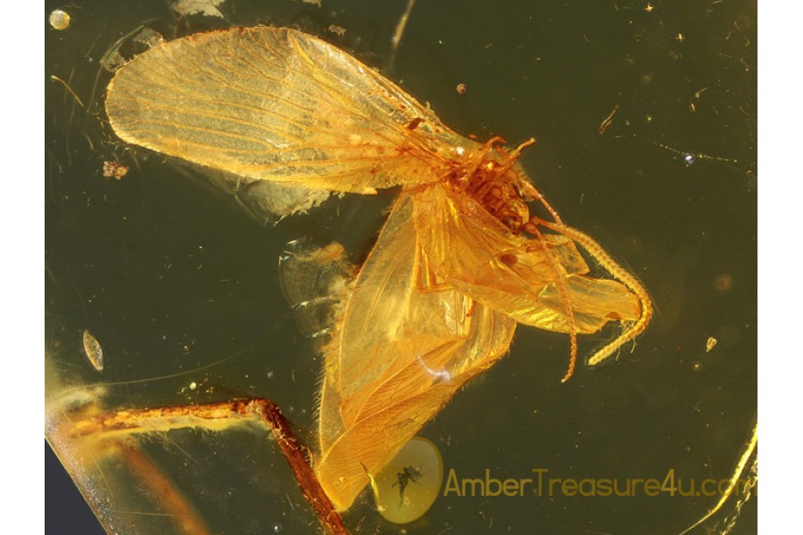 Superb LACEWINGS Sisyridae in BALTIC AMBER 249