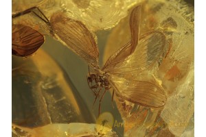 Superb LACEWINGS Sisyridae & More BALTIC AMBER 431