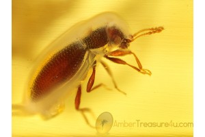 Superb LATRIDIID BEETLE & SPIDER in BALTIC AMBER 299