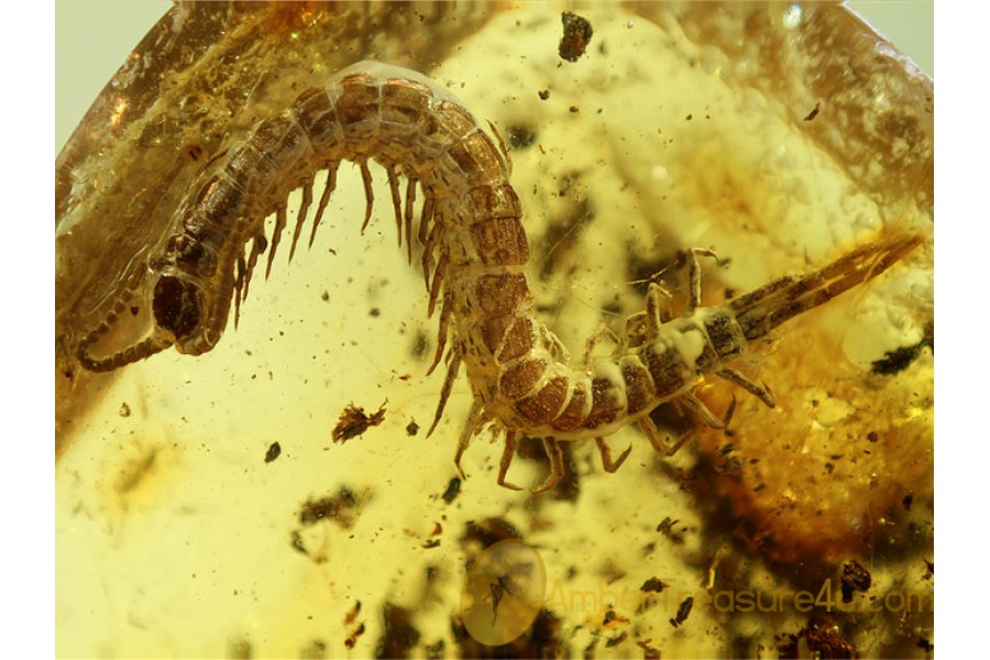 Huge Superb STONE CENTIPEDE LITHOBIIDAE in BALTIC AMBER 561