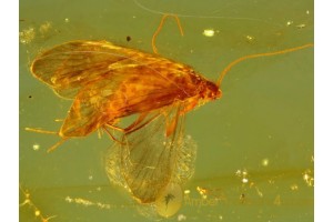 Superb Looking CADDISFLY Trichoptera in Genuine BALTIC AMBER