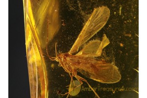 Superb Looking CADDISFLY Trichoptera in Genuine BALTIC AMBER 171