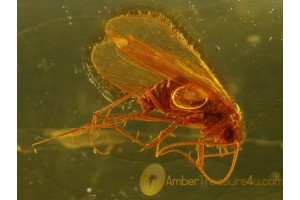 Superb Looking CADDISFLY Trichoptera in Genuine BALTIC AMBER 310