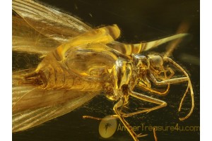 Superb Looking CADDISFLY Trichoptera in Genuine BALTIC AMBER 347
