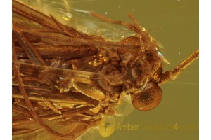 Superb Looking CADDISFLY Trichoptera in Genuine BALTIC AMBER 371