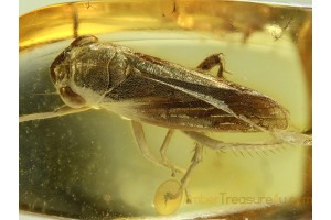 Superb Looking CICADELLIDAE LEAFHOPPER in BALTIC AMBER 480