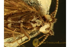 Superb Looking CADDISFLY Trichoptera in BALTIC AMBER 737