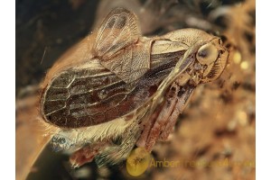 Superb Looking CICADELLIDAE LEAFHOPPER in BALTIC AMBER 1041