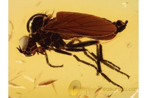 Superb Looking EMPIDID FLY in BALTIC AMBER 851