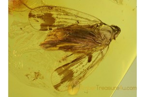 Superb Looking Fulgoroidea PLANTHOPPER in BALTIC AMBER 170
