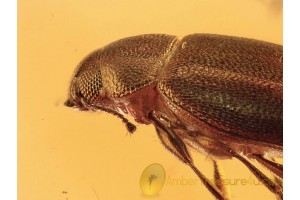 Superb Looking LATRIDIID BEETLE in BALTIC AMBER 1023