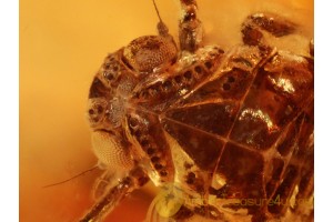 Superb Looking PLANTHOPPER Nymph  in BALTIC AMBER 849