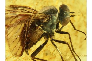 Superb Looking RHAGIONID FLY in BALTIC AMBER 301