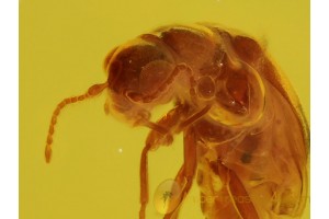 Superb Looking Tiny MELYRID BEETLE in BALTIC AMBER 200