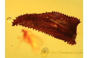 Superb Looking Unusual LEAF & + in BALTIC AMBER 920