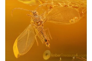 Superb MARGARODIDAE COCCID in BALTIC AMBER 252