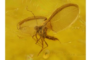Superb MATSUCOCCIDAE COCCID in BALTIC AMBER 307