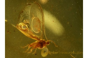 Superb MATSUCOCCIDAE COCCID in BALTIC AMBER 485