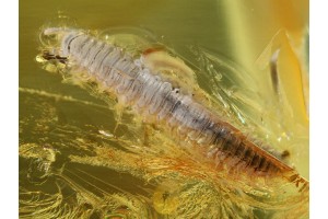 Superb MILLIPEDE DIPLOPODA  in BALTIC AMBER 626