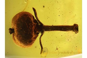 Superb OXALIDACEAE Fruit on Twig in  BALTIC AMBER 698