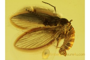 Superb PSYCHODIDAE MOTH FLY in BALTIC AMBER 285