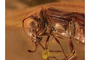 Superb PTINIDAE Ernobiinae Beetle in BALTIC AMBER 1192