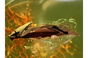 Superb Preserved Large PLANT 10mm in  in BALTIC AMBER 649