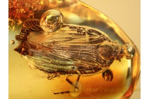 Superb Preserved Fulgoroidea PLANTHOPPER in BALTIC AMBER 650