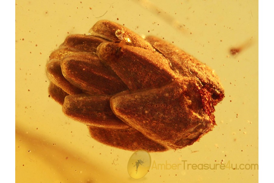 Superb Preserved PLANT BUD in BALTIC AMBER 872
