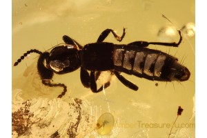 Superb STAPHYLINIDAE ROVE BEETLE in BALTIC AMBER 811